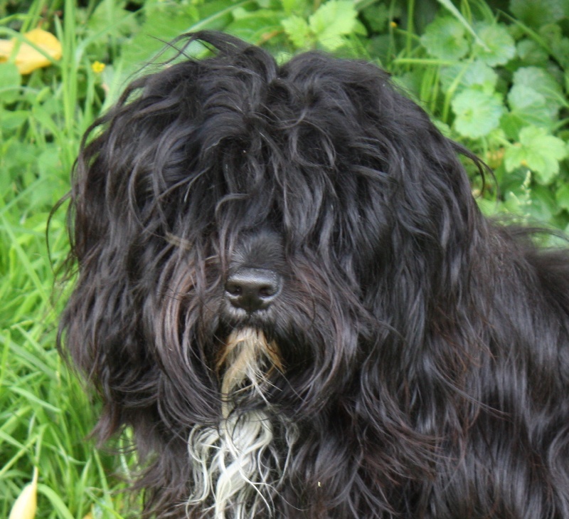 Gangseng-elan de Makalu